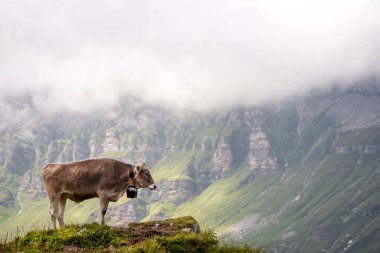 Genç kahverengi inekler, İsviçre tepelerinde çanları çalıyorlar.