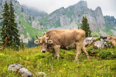 İsviçre 'nin Glarus Alplerindeki İsviçre kahverengi ineği etrafını sardı. 