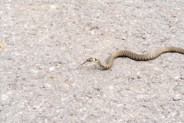 İsviçre, Glarus 'ta çim yılanı karşıya geçiyor.