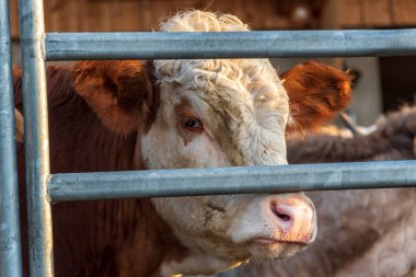 Sabahın erken saatlerinde Uster 'da bir ineğe yaklaş.