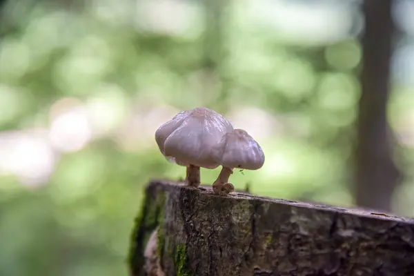 Couple White Mushroom Growing Cut Tree Forest — Stock Photo, Image