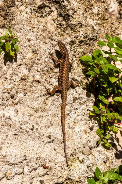 Brown Lizard Climing Stone Wall Lugano — Stock Photo, Image