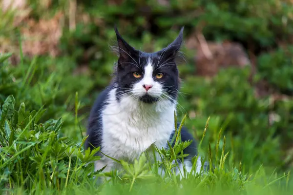 Maine Mýval Kočka Staré Kamenné Zdi Farmě Švýcarsku — Stock fotografie