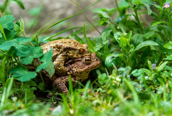 Couple Toads Mating Forest — Stock Photo, Image