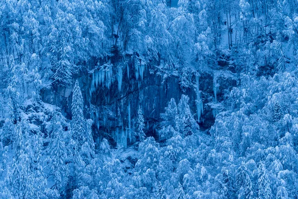 Close View Winter Trees Steep Rocky Walls Swiss Alps — Stock Photo, Image
