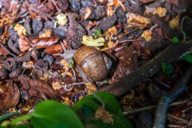 Ormandan geçen salyangozları kapatın.
