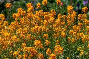 Bahçede açan bir demet portakal çiçeği