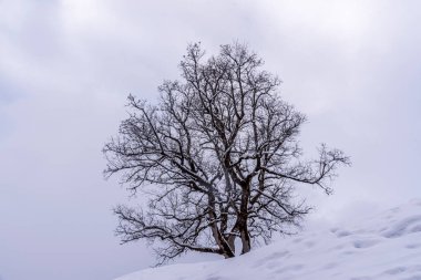 Kışın bir tepenin tepesindeki izole ağaç.