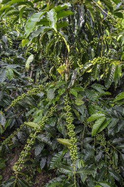 Taze fasulye dolu kahve dalları.