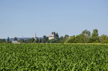 Yaz aylarında Zürih Oberland bölgesinde mısır tarlaları