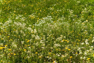 Papatya tarlası, karahindiba ve Alp tarlalarındaki diğer çiçekler.