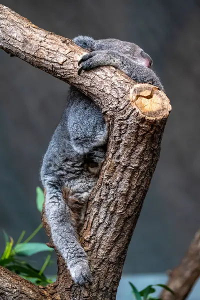 Koala Relaxante Topo Uma Árvore — Fotografia de Stock