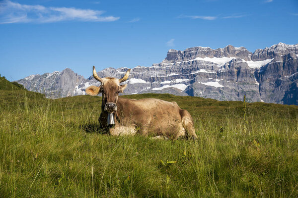 peaceful cow lying on the grass up in the swiss alps