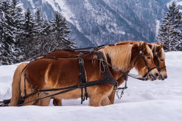Dois Cavalos Inverno Cruzando Caminho Neve — Fotografia de Stock