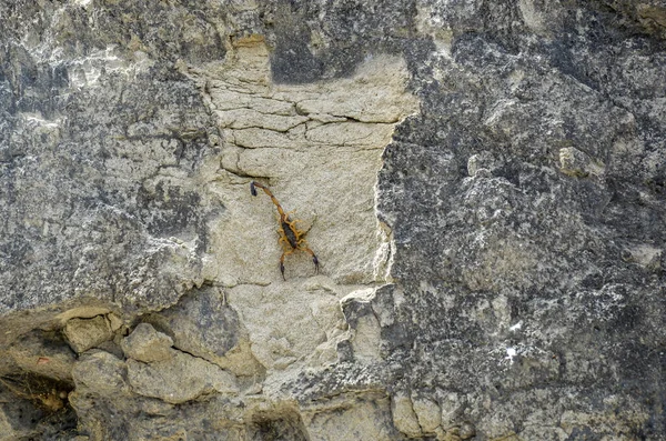Escorpión Lado Una Roca Desierto Tatacoa Colombia —  Fotos de Stock