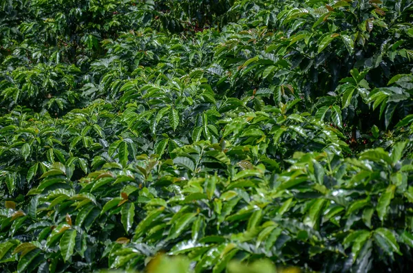 Arabica Koffieplantage Zuidamerika — Stockfoto