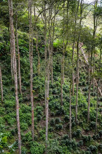 コーヒー作物に影を与える背の高い木 — ストック写真