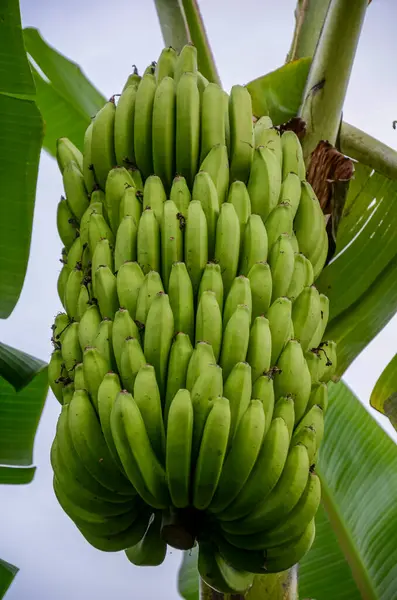Ett Gäng Gröna Bananer — Stockfoto
