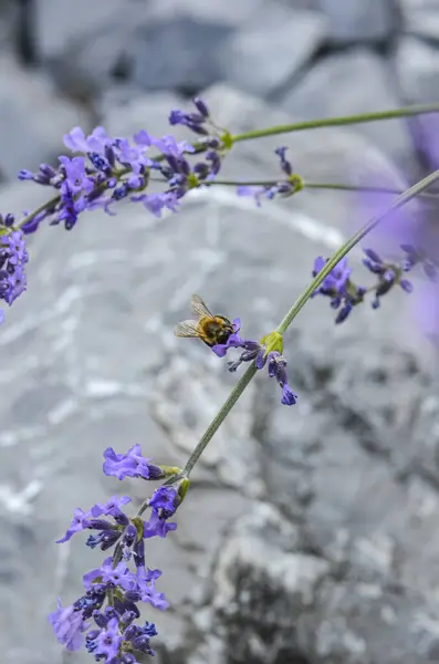 Lavender Flower Visiting Bee — Stock Photo, Image