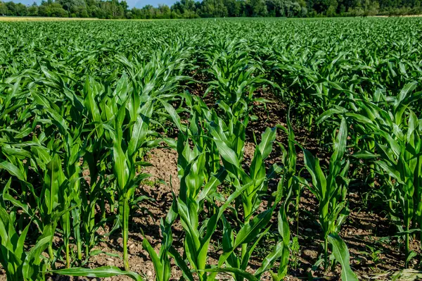 Corn Fields Zurich Oberland Region Summer — Stock Photo, Image