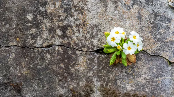 White Primrose Plant Growing Blooming Cracks Old Stone Wall — Stock Photo, Image