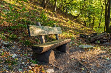 Ormanda ahşap bir bank.