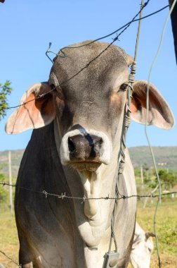 Kolombiya 'da bir boğa başı.