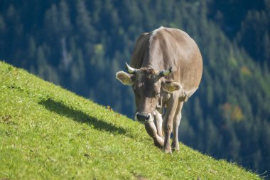 Dağda inekler ve inekler
