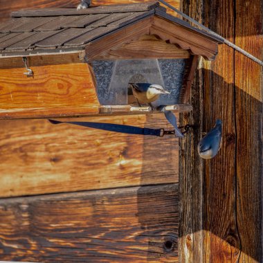 Şehirdeki kuş evi.