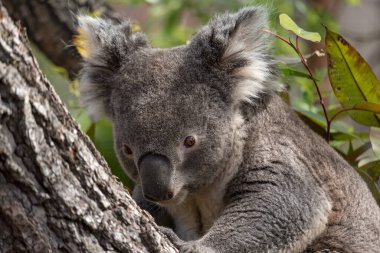 Doğal ortamında sevimli bir koala.