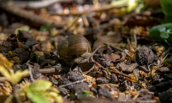Snail Close Deep Forest — Stock Photo, Image