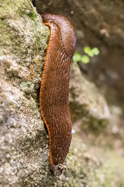 Snail Passing Rock — Stock Photo, Image