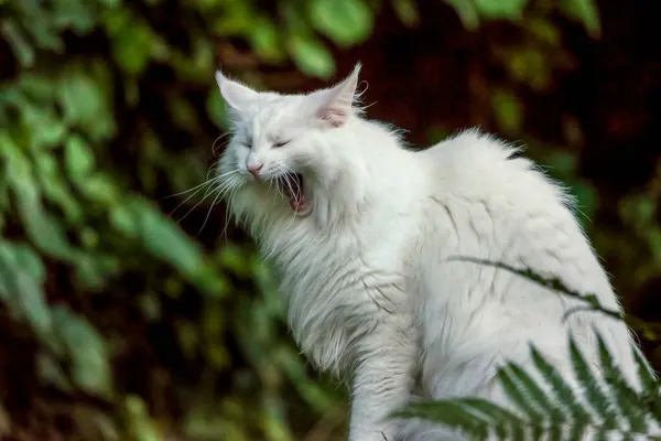 white cat with wide open mouth