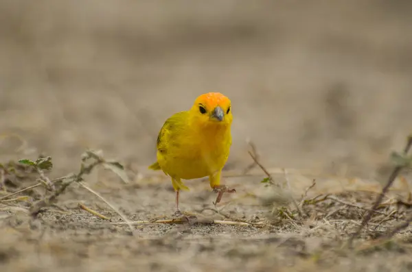 Hermoso Pájaro Amarillo Buscando Granos Colombia —  Fotos de Stock
