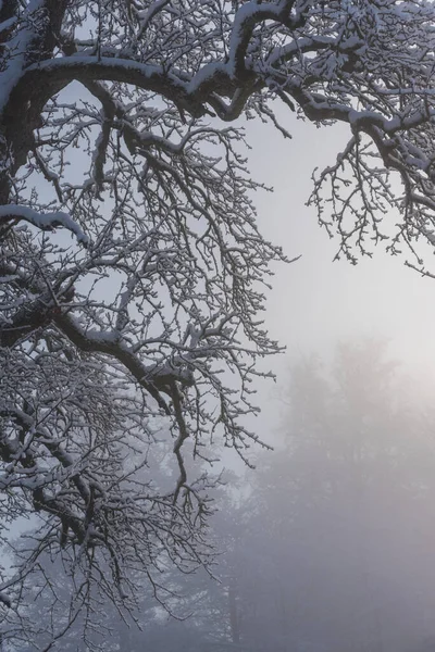 Drzewa Mglistej Zimie — Zdjęcie stockowe