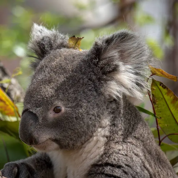 Doğal ortamında sevimli bir koala.