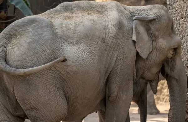 Éléphant Dans Zoo — Photo