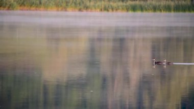 İsviçre 'de Greifensee Gölü' nü geçen iki genç ördek.