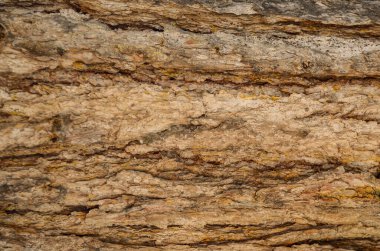 bir çam ağacı dokusu