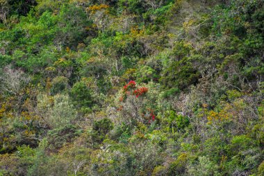 Kolombiya ormanlarındaki kayalıklarda kırmızı küçük çiçekli yeşil bitki örtüsü