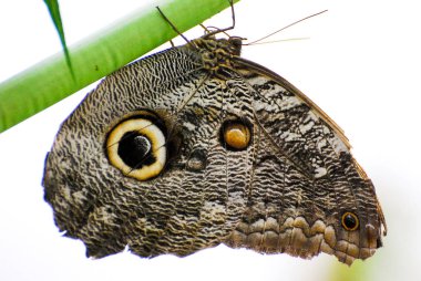 Bahçede bir baykuş kelebeği