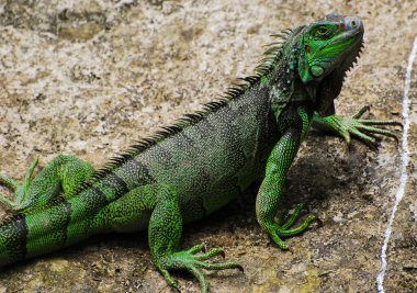 Yeşil bir Kolombiya iguanası