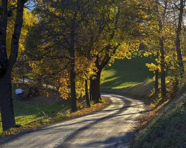 bir sonbahar yolu ve ağaçlar