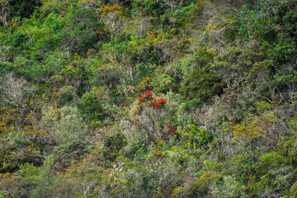 Kolombiya ormanlarındaki kayalıklarda kırmızı küçük çiçekli yeşil bitki örtüsü