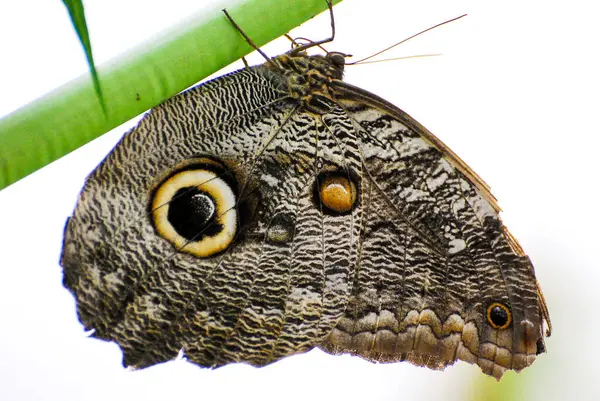 Bahçede bir baykuş kelebeği