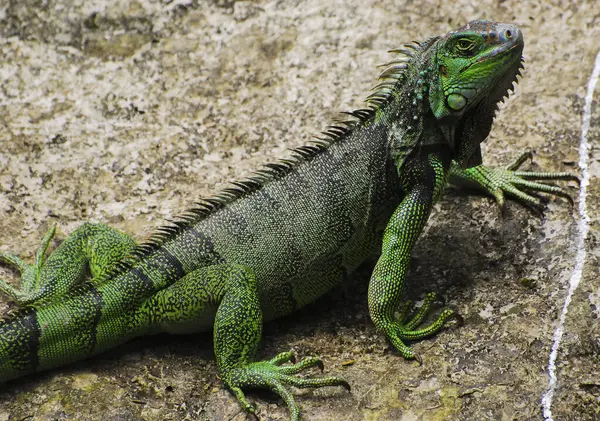 Green Colombian Iguana — Stock Photo, Image