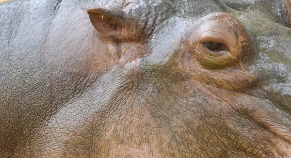 Hipopótamo Cerca Oído Ojo Piel —  Fotos de Stock