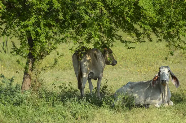 Dos Vacas Bajo Árbol — Foto de Stock