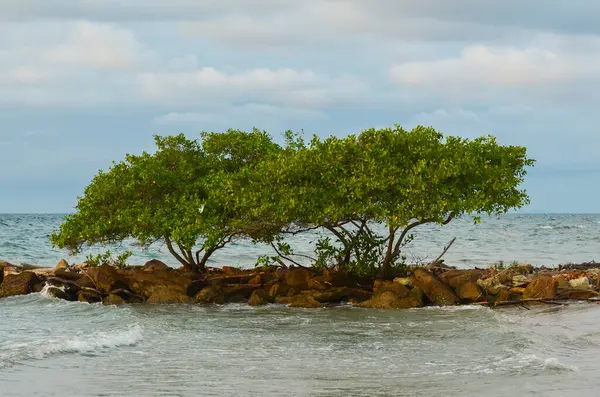 Träd Klippor Vid Havet — Stockfoto