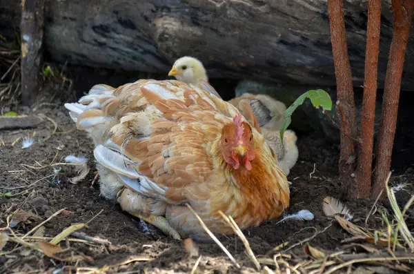 Chicken Her Chicks Farm — Stock Photo, Image